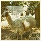 Dreamland Zoo Llama 1971  | Margate History